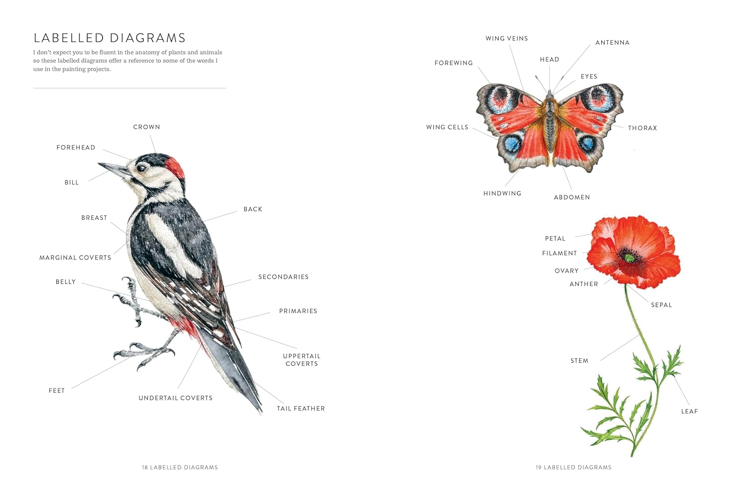 A Year of Watercolour: A seasonal guide to botanical watercolour painting