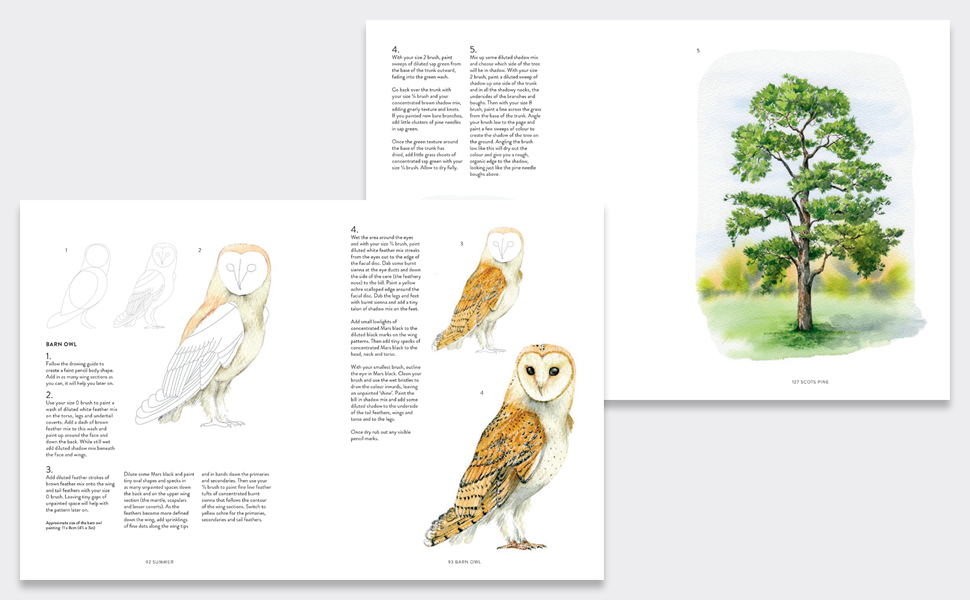 A Year of Watercolour: A seasonal guide to botanical watercolour painting